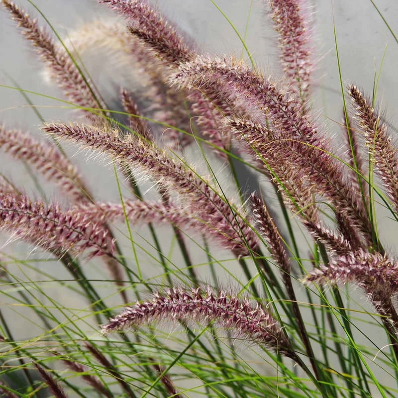 Lampenputzergras 'Flamingo'