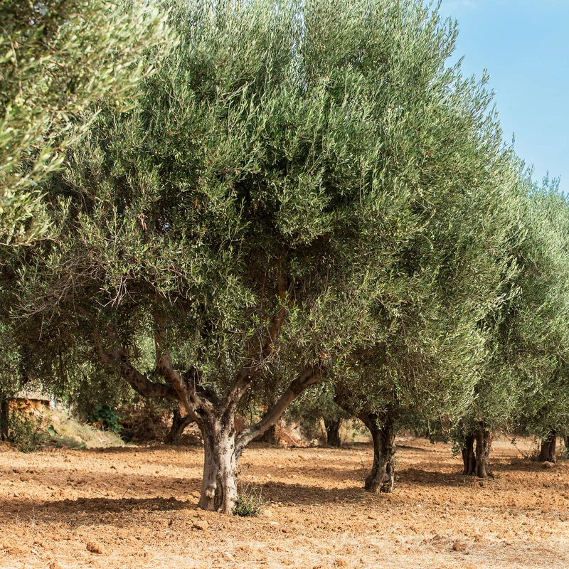 Olivenbaum
