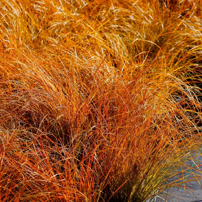 Rote Garten-Segge 'Prairie Fire'