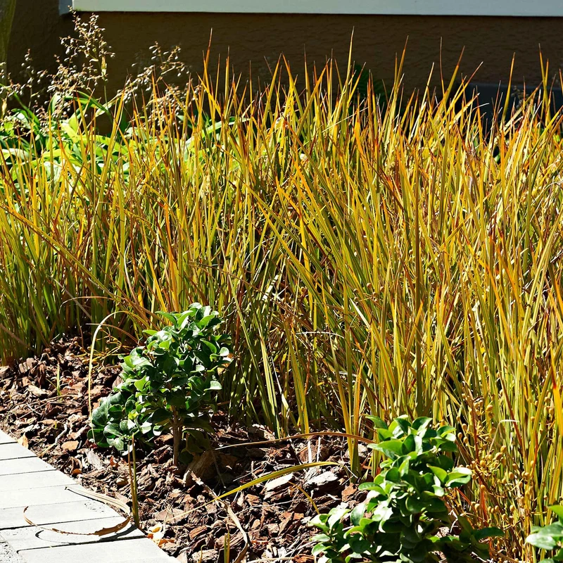 Rote Garten-Segge 'Prairie Fire'