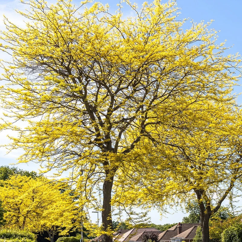 Gelbe Lederhülsenbaum