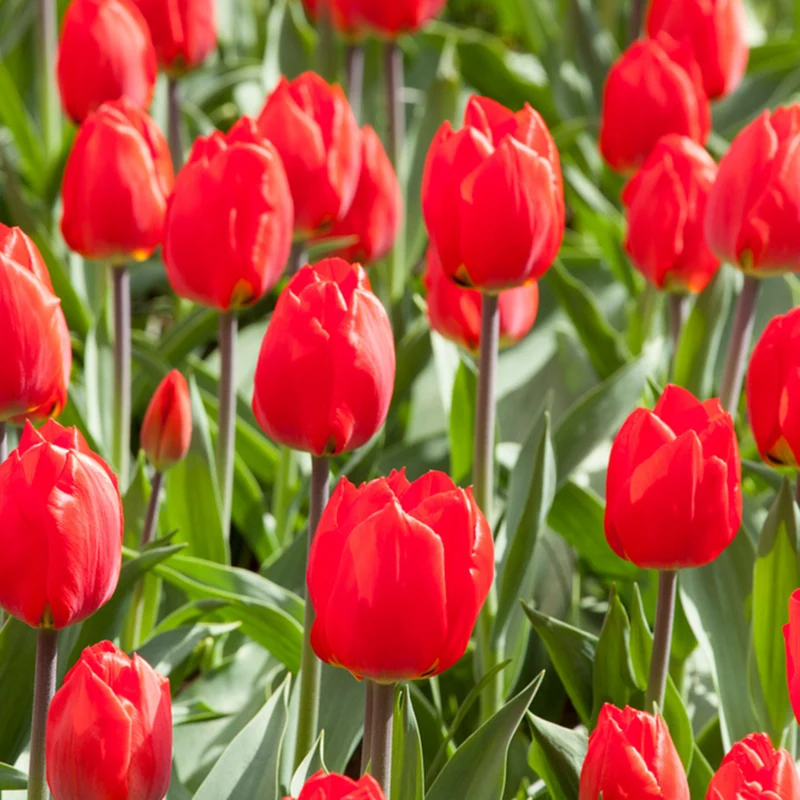 Tulpe