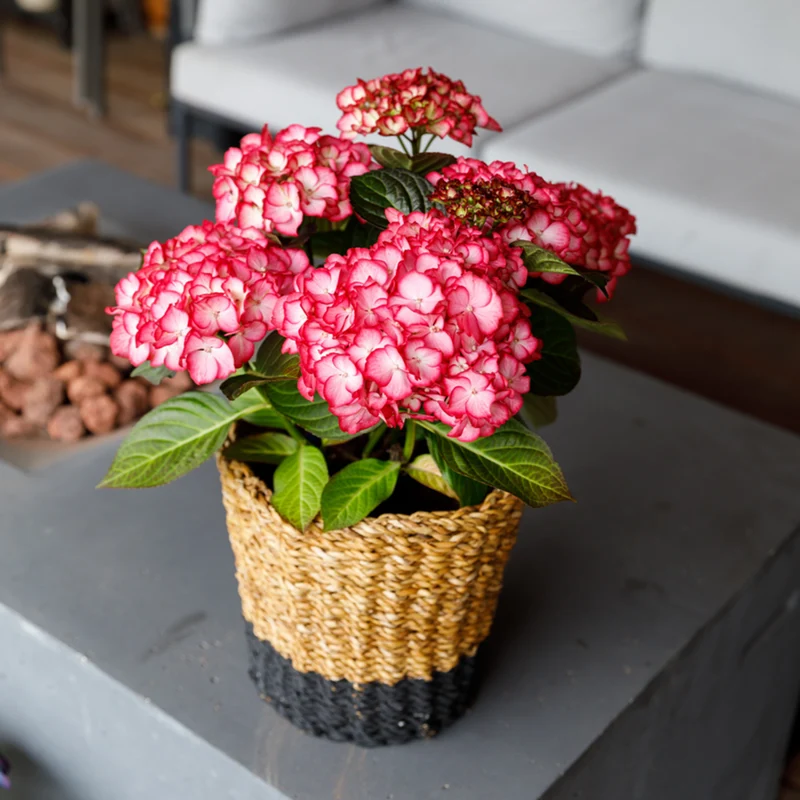 Bauernhortensie Royalty Collection® 'Beauty of Boskoop'