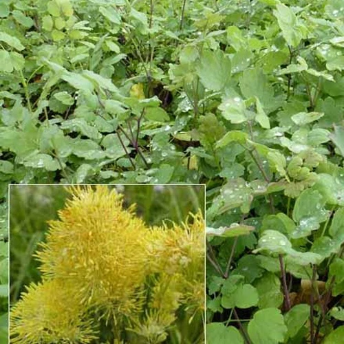 Gelbe Pigamons mit bläulichen Blättern (x3)