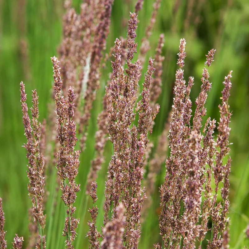 Blaues Pfeifengras Moorhexe