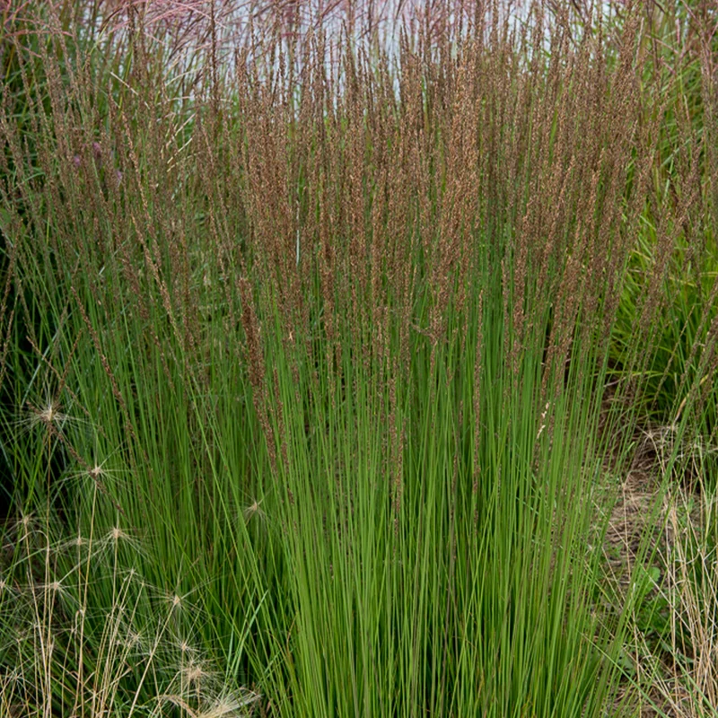 Blaues Pfeifengras Moorhexe
