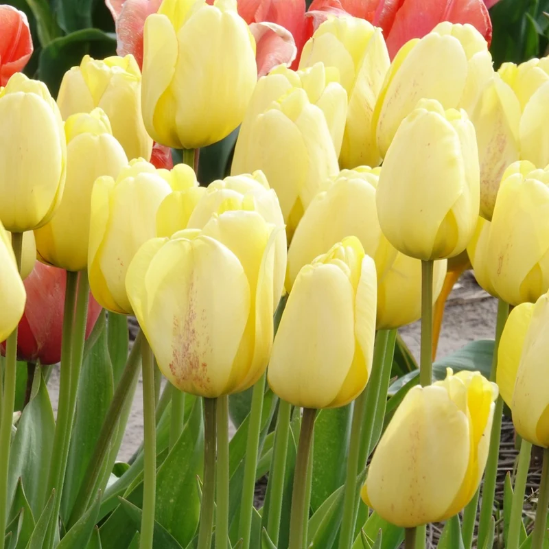 Darwin-Tulpen Golden Parade