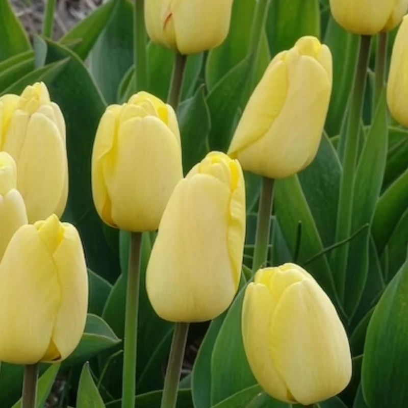 Darwin-Tulpen Golden Parade