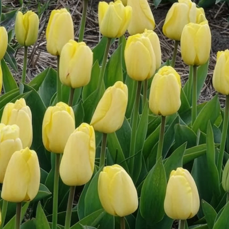 Darwin-Tulpen Golden Parade