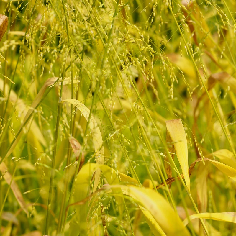 Gold-Hirsegras (Milium effusum 'Aureum')