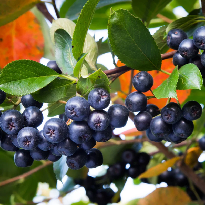 Bio Schwarze Apfelbeere