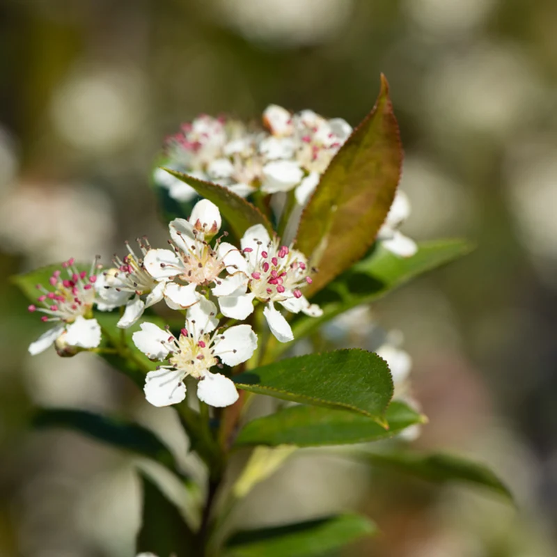 Bio Schwarze Apfelbeere