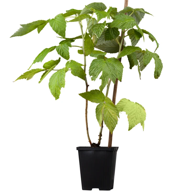 Bio Himbeere 'Fallgold'