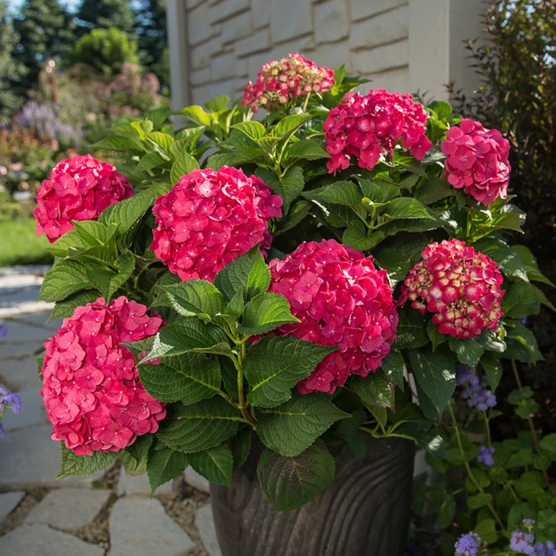 Bauernhortensie Endless Summer® 'Summer Love'