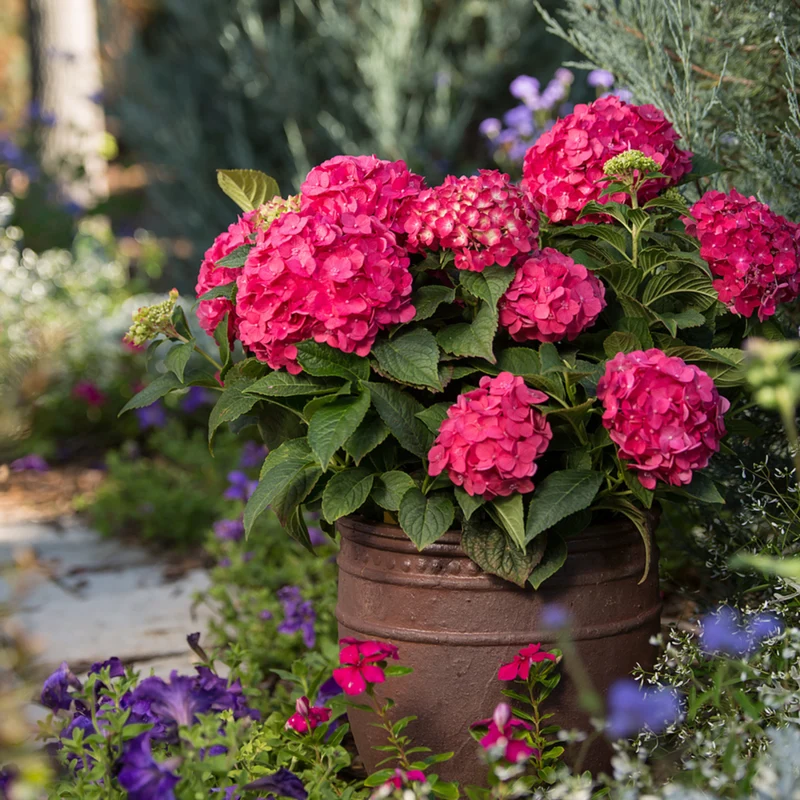Bauernhortensie Endless Summer® 'Summer Love'