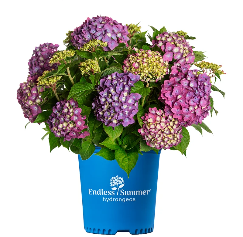 Bauernhortensie Endless Summer® 'Summer Love'