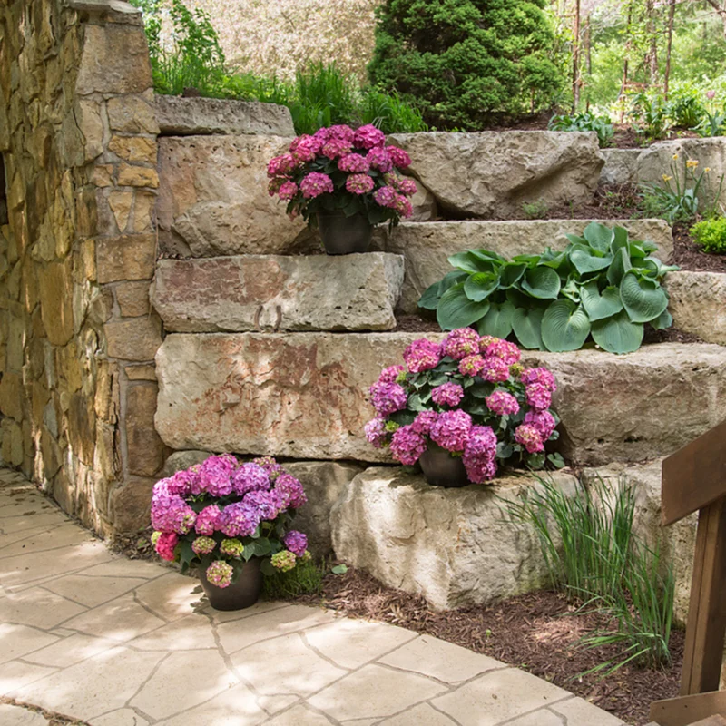 Bauernhortensie Endless Summer® 'Summer Love'