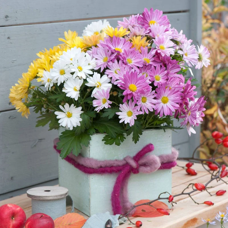 Herbst-Chrysantheme 'Gigi Trio'