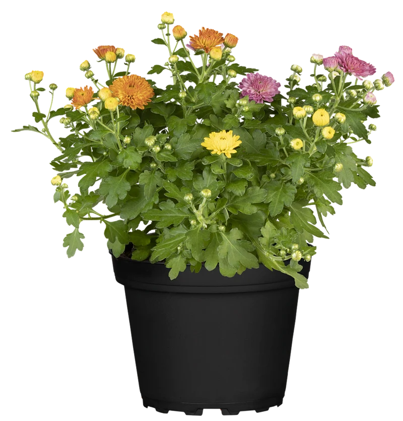 Herbst-Chrysantheme 'Gigi Trio'