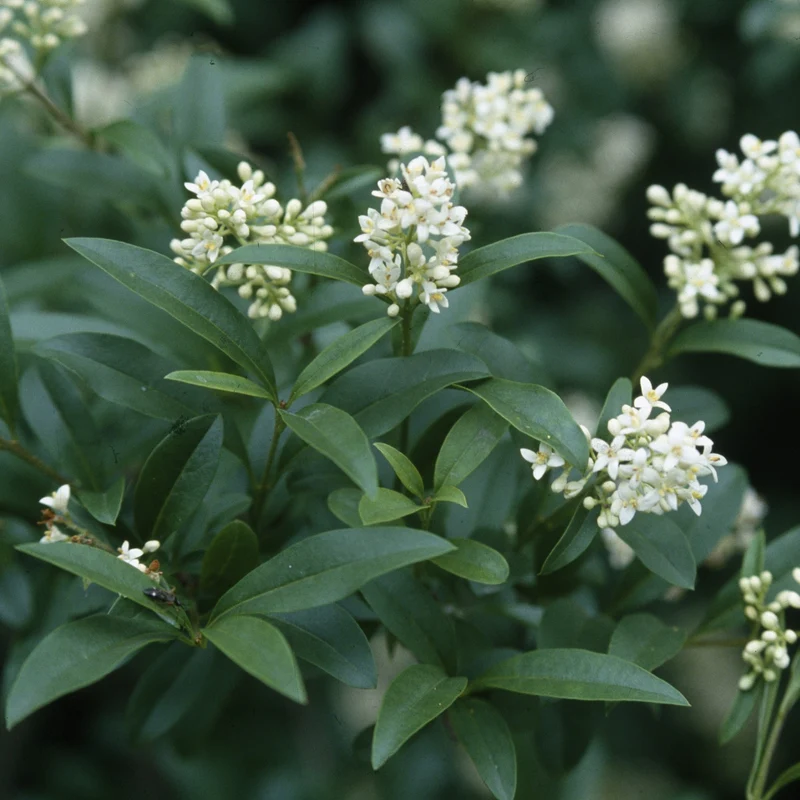 Liguster 'Atrovirens', 3 Pflanzen