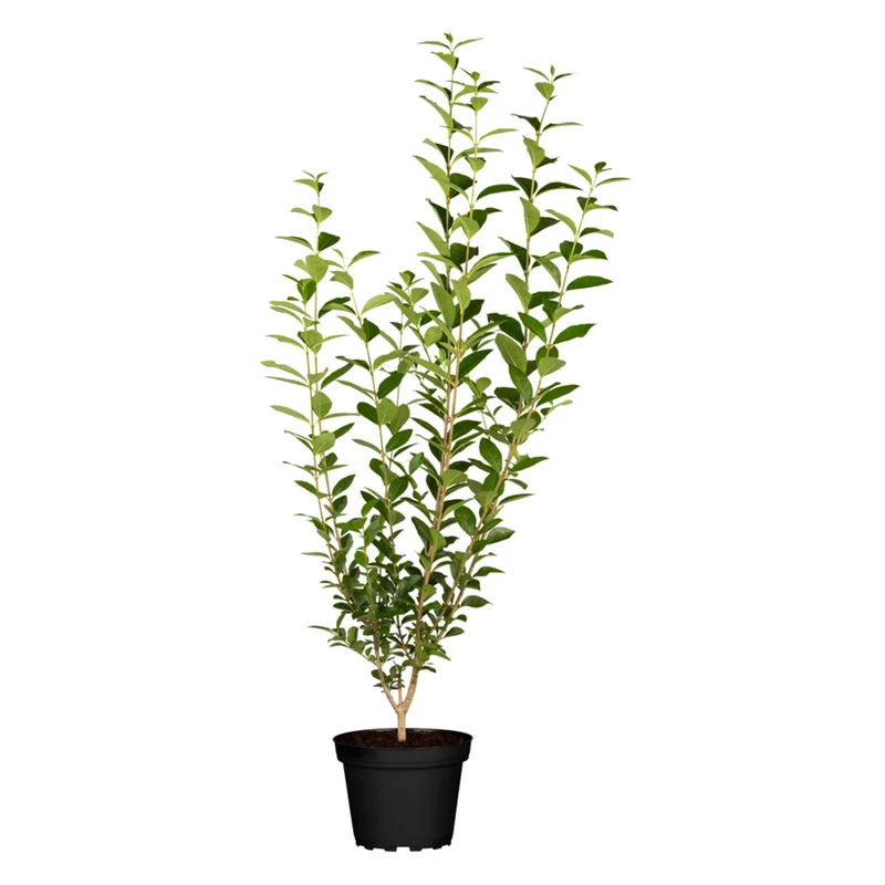 Liguster 'Atrovirens', 3 Pflanzen
