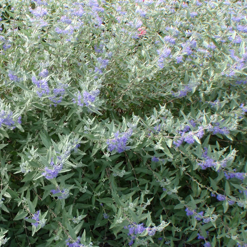 Bartblume 'Heavenly Blue'