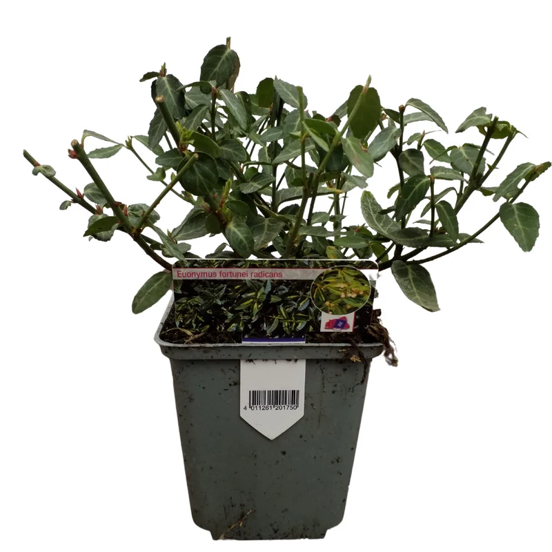 Immergrüner Spindelstrauch 'Radicans'