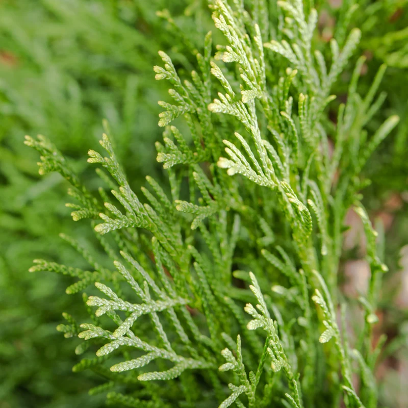 Lebensbaum 'Smaragd'