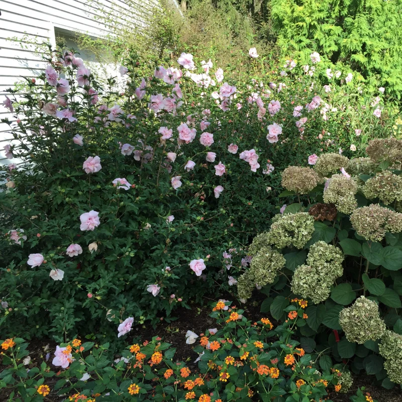 Gartenhibiskus 'Pink Chiffon®'