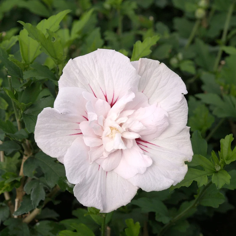 Gartenhibiskus 'China Chiffon'®
