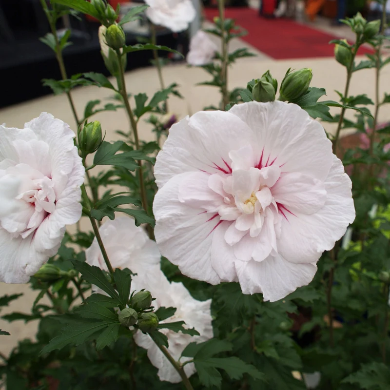 Gartenhibiskus 'China Chiffon'®