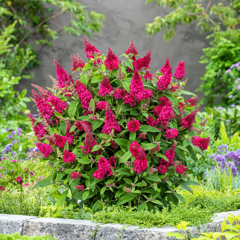Zwerg-Sommerflieder 'Butterfly Candy®'
