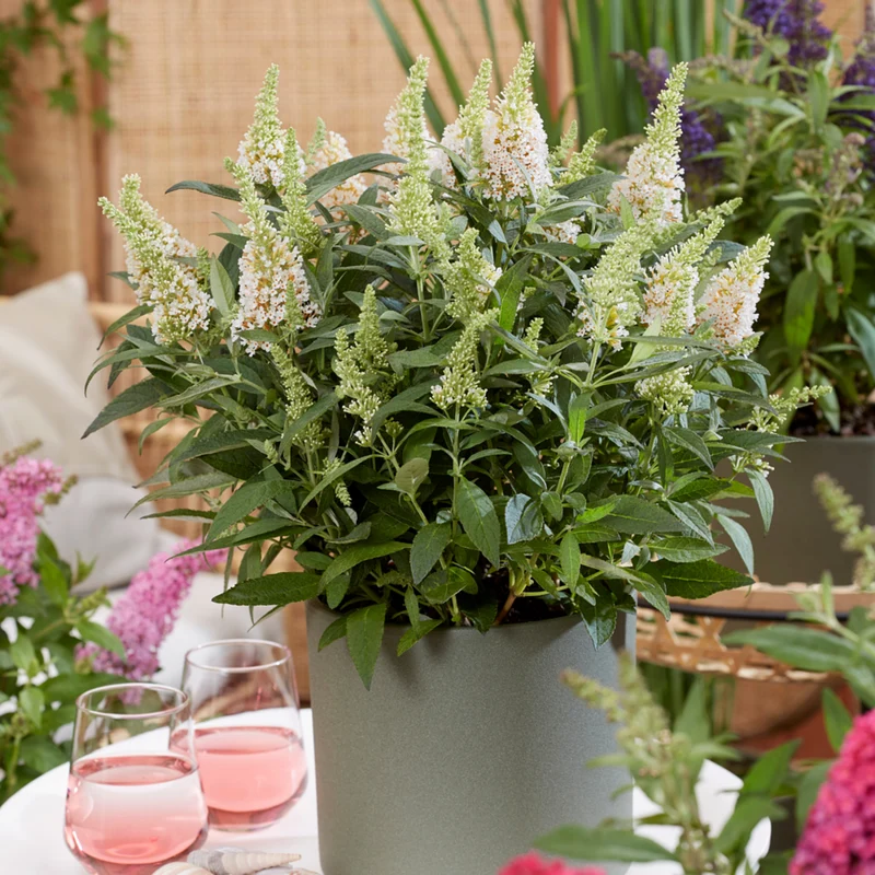 Zwerg-Sommerflieder 'Butterfly Candy®'