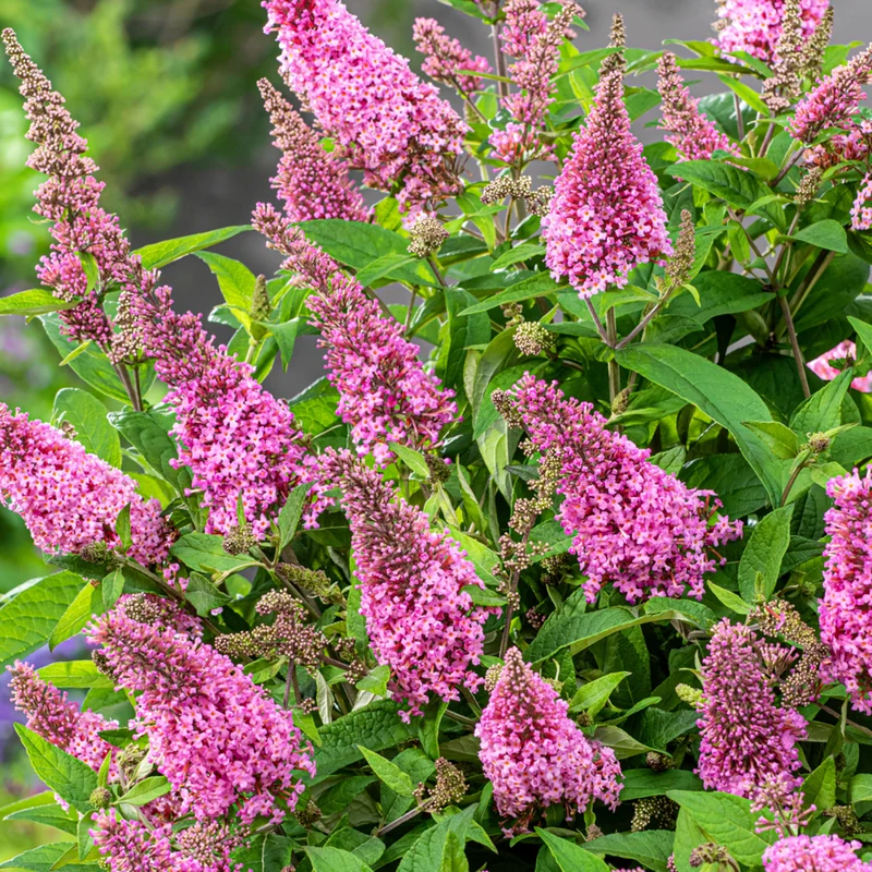 Zwerg-Sommerflieder 'Butterfly Candy®'