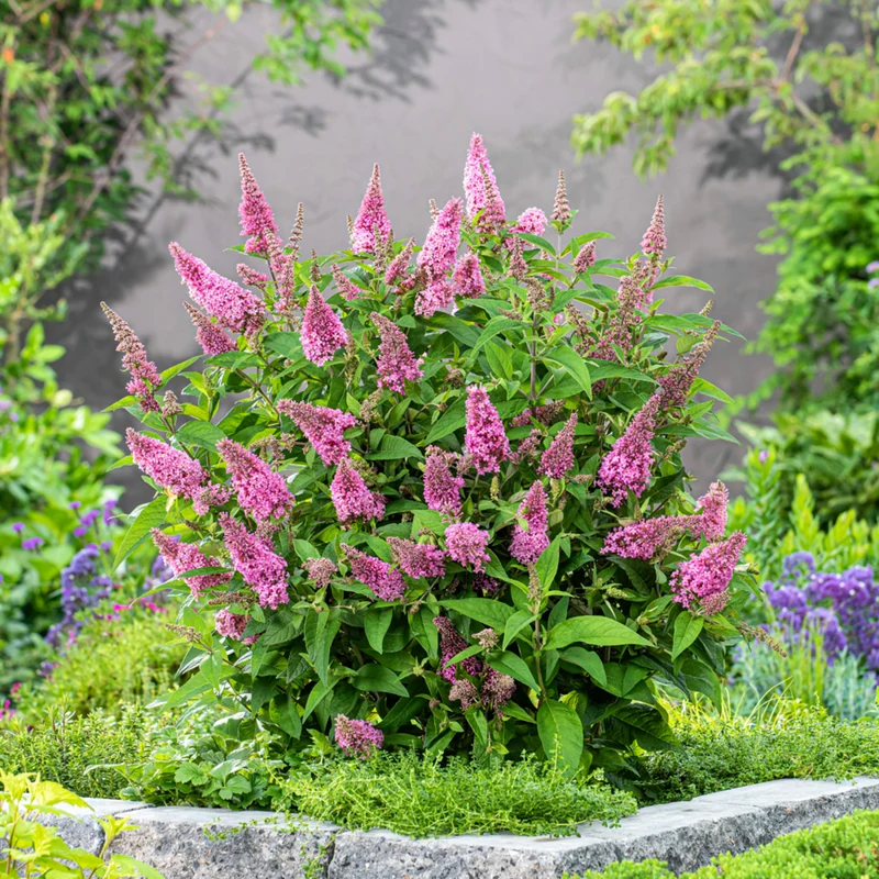 Zwerg-Sommerflieder 'Butterfly Candy®'