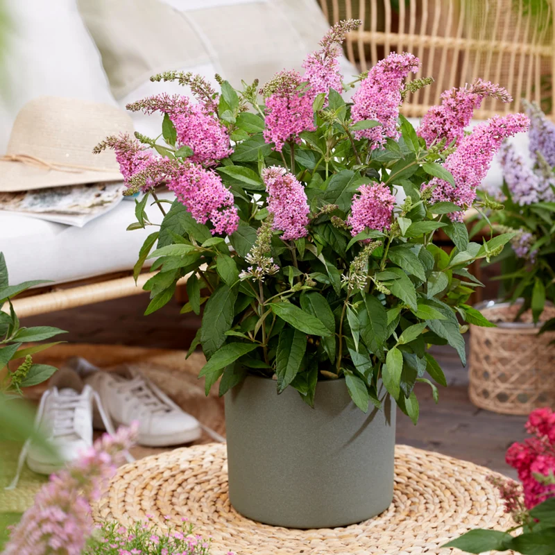 Zwerg-Sommerflieder 'Butterfly Candy®'
