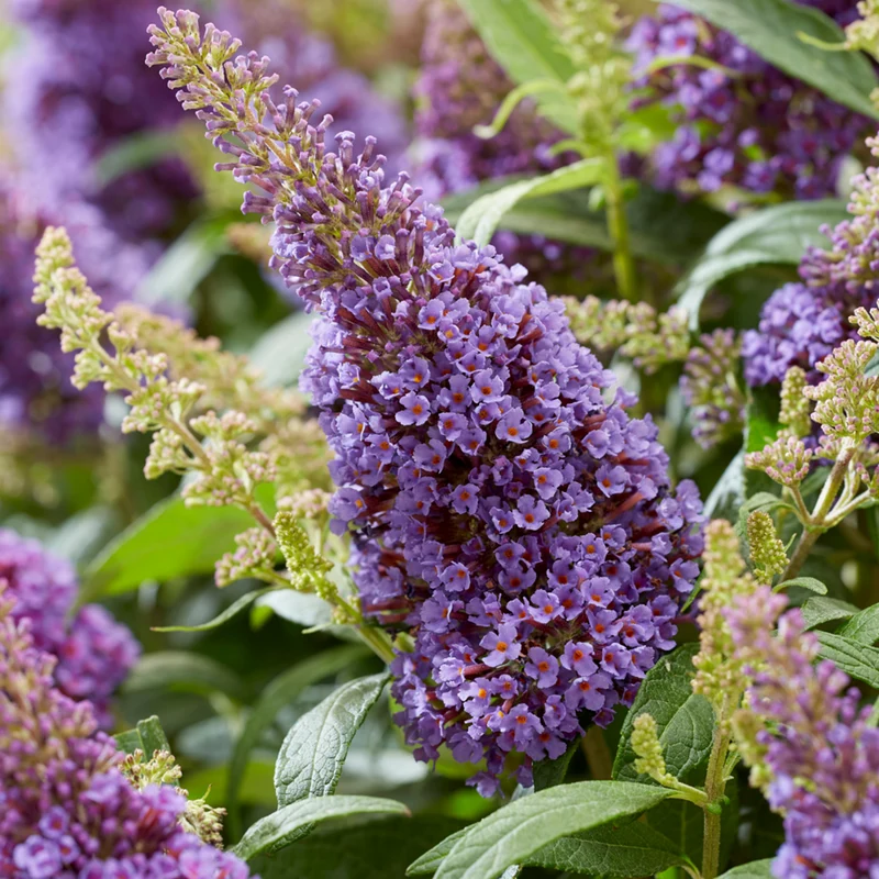 Zwerg-Sommerflieder 'Butterfly Candy®'