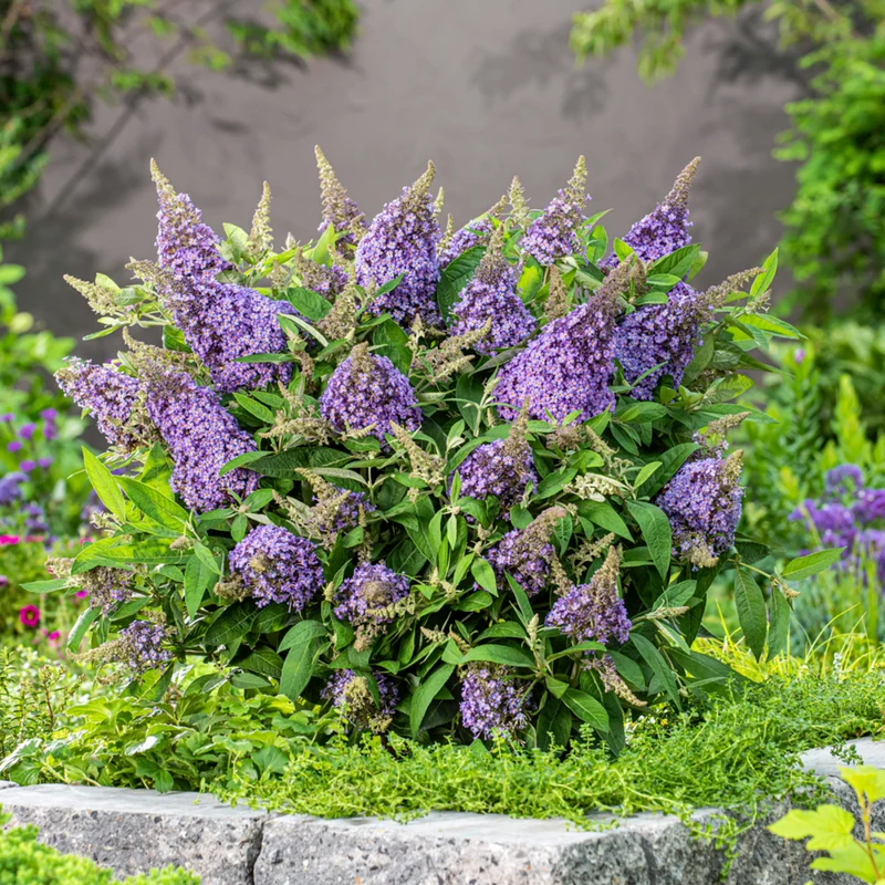 Zwerg-Sommerflieder 'Butterfly Candy®'