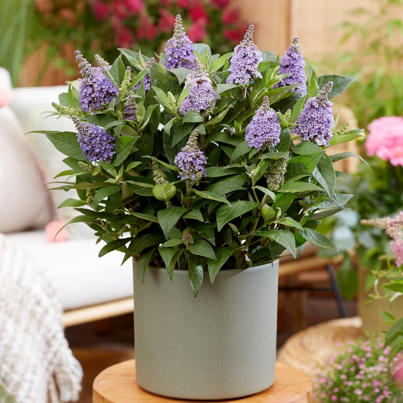 Zwerg-Sommerflieder 'Butterfly Candy®'
