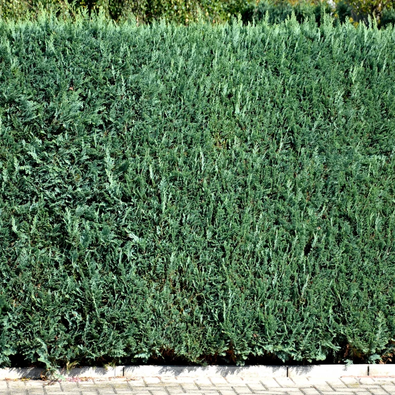 Säulenzypresse-Hecke 'Columnaris'