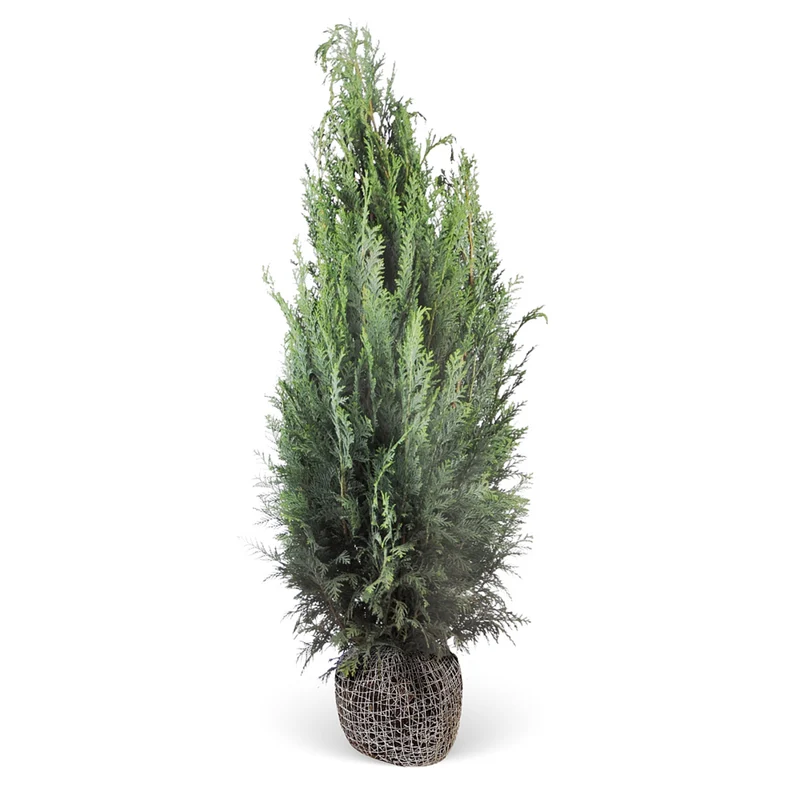 Säulenzypresse-Hecke 'Columnaris'