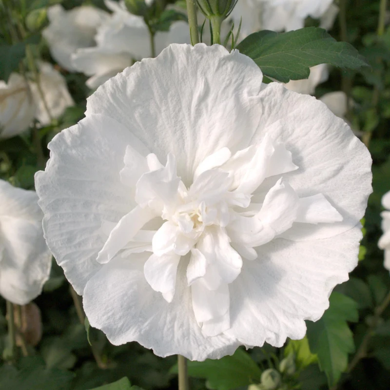 Gartenhibiskus 'White Chiffon®'