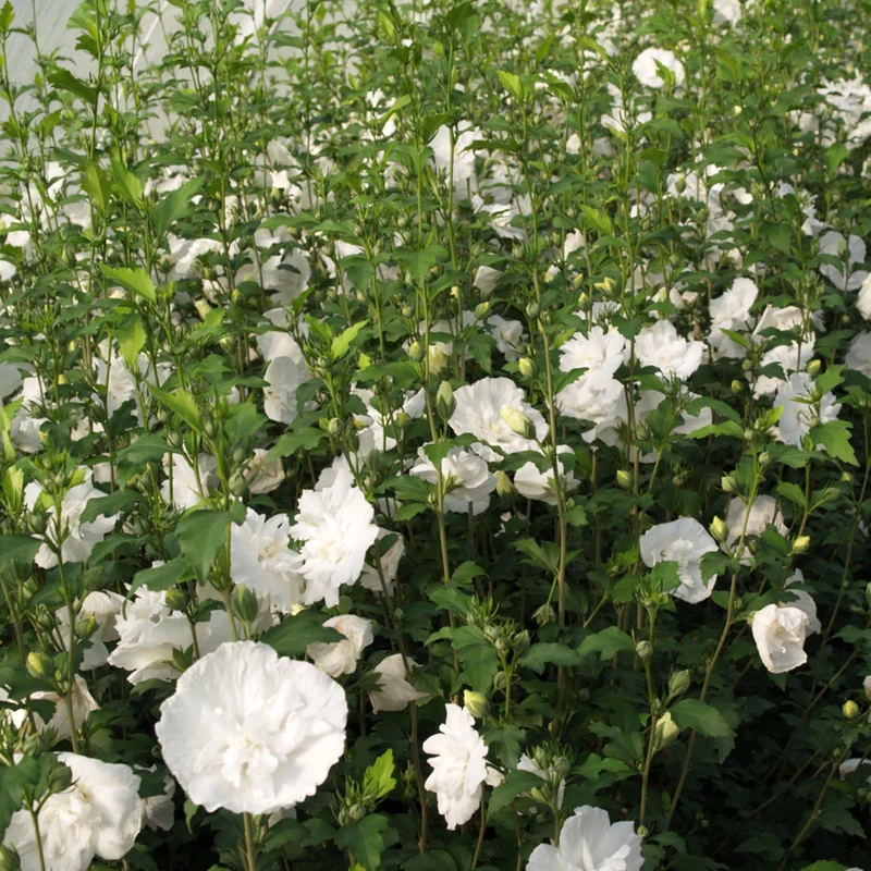 Gartenhibiskus 'White Chiffon®'