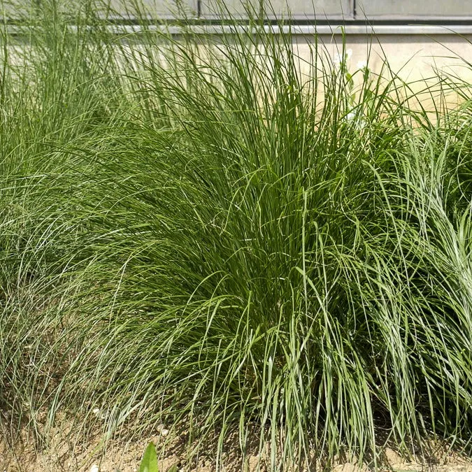 Federborstengras Japonicum