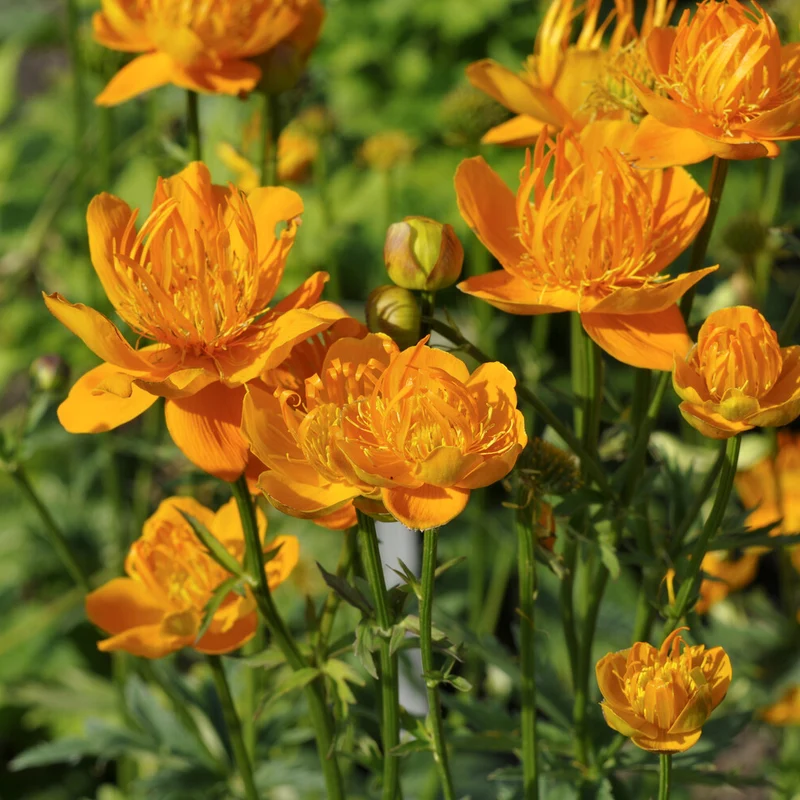 Chinesische Trollblume ‘Golden Queen’