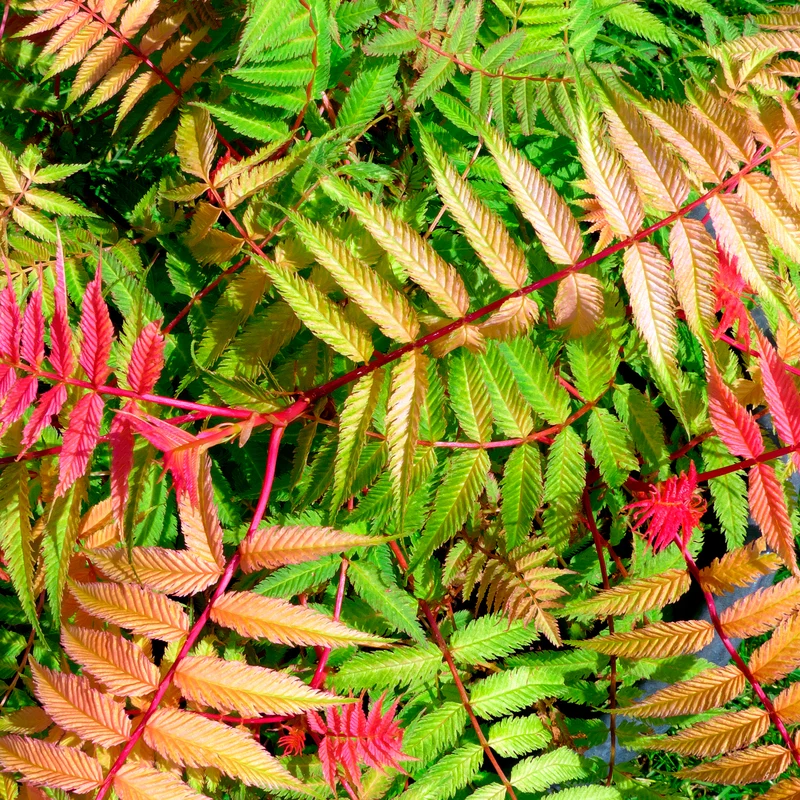 Fiederspiere Pink Hopi®