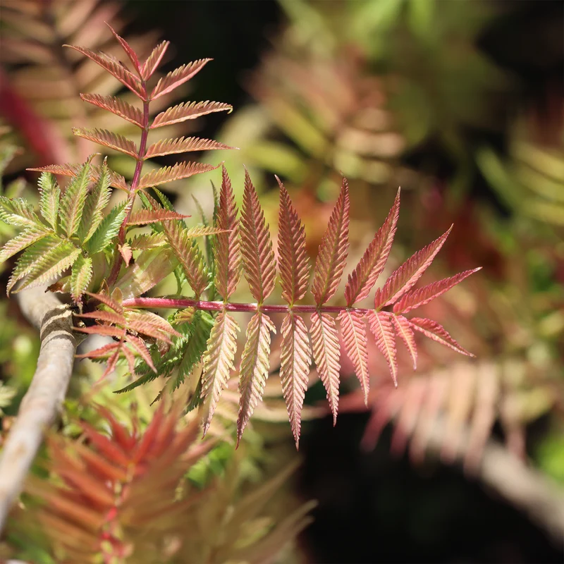 Fiederspiere Pink Hopi®