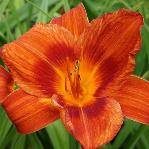 Taglilie ‘Holiday Delight’