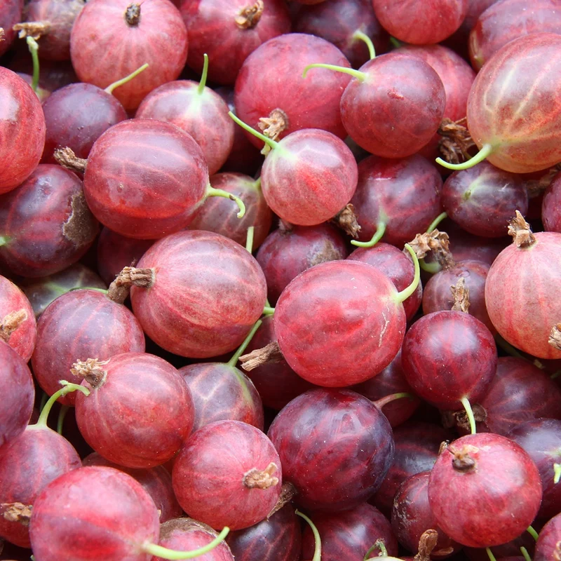 Stachelbeere Hinnonmäki Rot