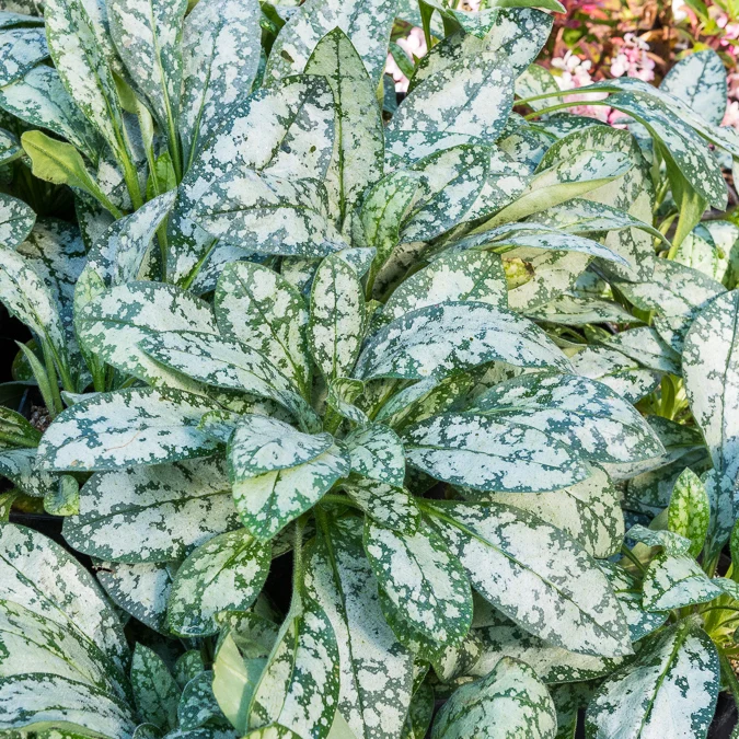 Lungenkraut ‘Opal’